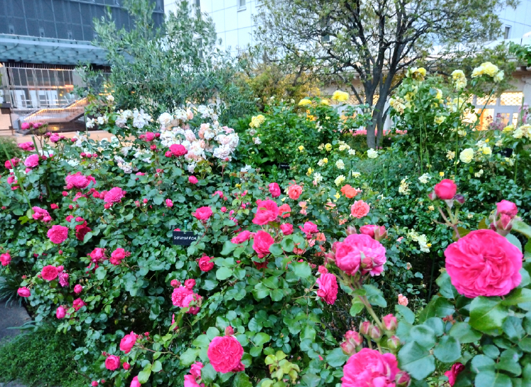 緑や花は、都市を咲かせる。