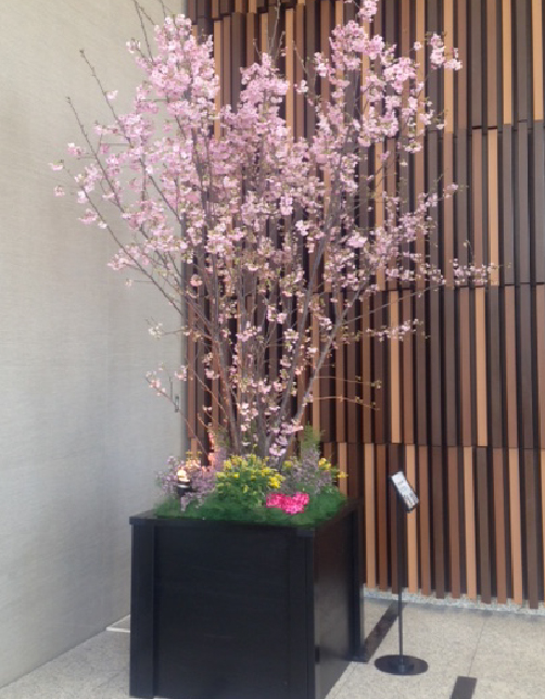 春装飾/桜
